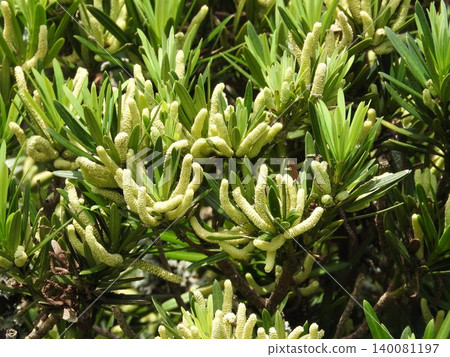 Male flowers of Podocarpus macrophyllus (Podocarpus macrophyllus) Male flowers of Podocarpus macrophyllus (Podocarpus macrophyllus) 140081197