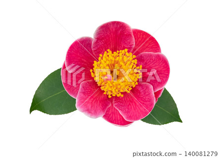 Japanese camellia pink semi double flower isolated on white background Japanese camellia pink semi double flower isolated on white background 140081279
