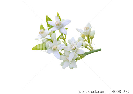 Orange tree branch with flowers buds and fresh leaves isolated on white Orange tree branch with flowers buds and fresh leaves isolated on white 140081282