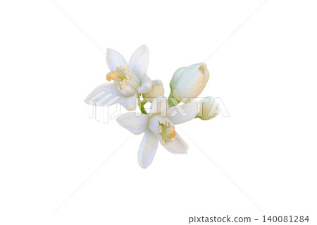 Orange tree flowers and buds bunch isolated on white background Orange tree flowers and buds bunch isolated on white background 140081284