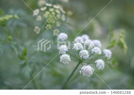 Soft blurred white umbel flowers and green foliage natural background Soft blurred white umbel flowers and green foliage natural background 140081288