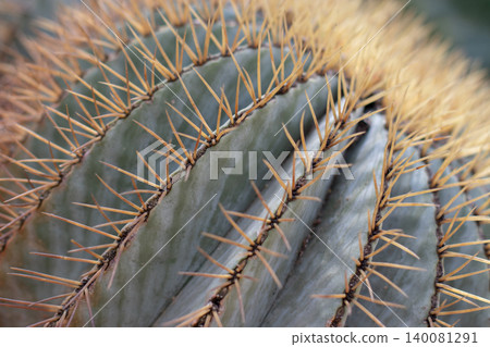 Abstract blue green ribbed cactus with yellow spines close up Abstract blue green ribbed cactus with yellow spines close up 140081291