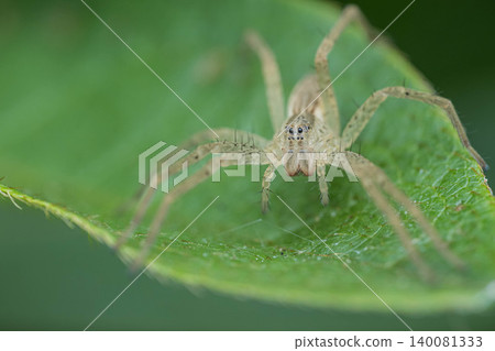 Ilo-billed spider　 140081333