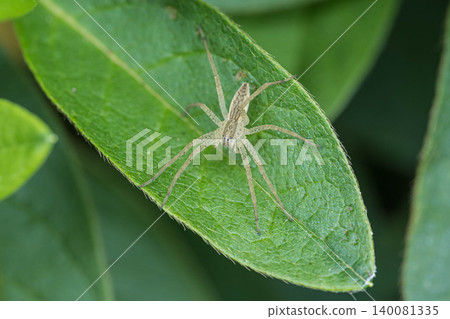 Ilo-billed spider　 140081335