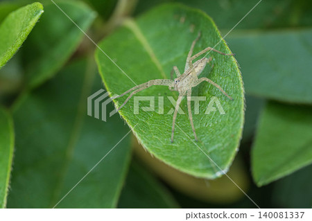 Ilo-billed spider Ilo-billed spider 140081337