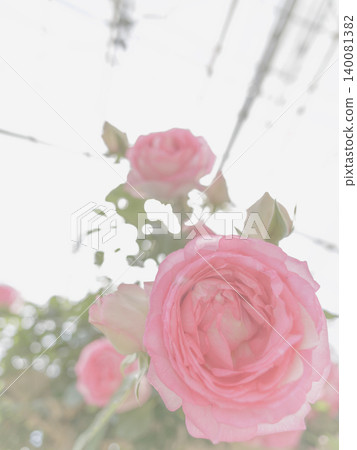 The illusion of pink roses blooming by the window The illusion of pink roses blooming by the window 140081382