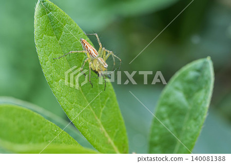 A grass spider preying on insects A grass spider preying on insects 140081388