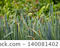 Onion field 140081402