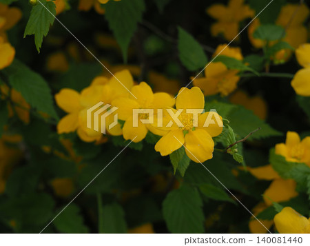 Yellow flower Yellow flower 140081440