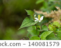 Beautiful dodami flower 140081579