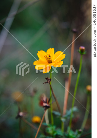 close-up of vivid orange Cosmos sulphureus flower 140081637