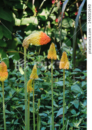 kniphofia berry flower or torch lily 140081640