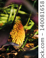 close-up of the kniphofia berry flower or torch lily 140081658