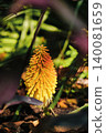 close-up of the kniphofia berry flower or torch lily 140081659
