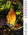 close-up of the kniphofia berry flower or torch lily 140081660