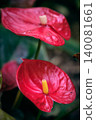 close-up of the red vivid flower Anthurium Andre or male happiness 140081661