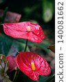 close-up of the red vivid flower Anthurium Andre or male happiness 140081662