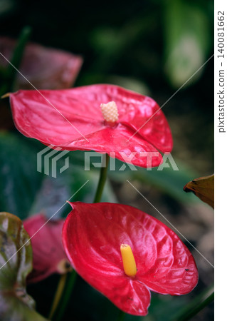 close-up of the red vivid flower Anthurium Andre or male happiness 140081662