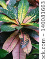 Close-up of the motley Codium also known as Croton 140081663