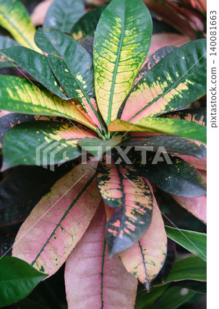 Close-up of the motley Codium also known as Croton Close-up of the motley Codium also known as Croton 140081663