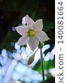 A close-up flower of an Amazon lily or eucharis flower 140081664
