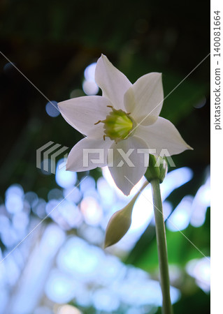 A close-up flower of an Amazon lily or eucharis flower A close-up flower of an Amazon lily or eucharis flower 140081664