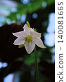 A close-up flower of an Amazon lily or eucharis flower 140081665