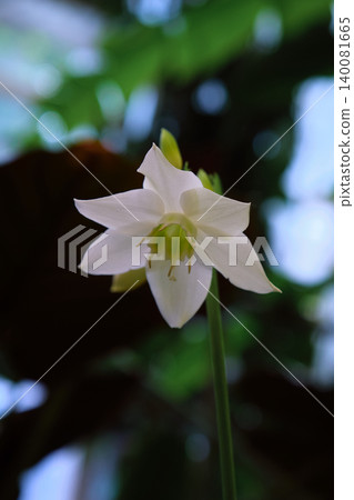 A close-up flower of an Amazon lily or eucharis flower A close-up flower of an Amazon lily or eucharis flower 140081665
