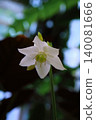 A close-up flower of an Amazon lily or eucharis flower 140081666