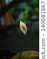 close up of the Spathiphyllum flower also known as women's happiness 140081667