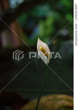 close up of the Spathiphyllum flower also known as women's happiness close up of the Spathiphyllum flower also known as women's happiness 140081667
