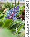 Close-up of a colorful tropical Aechmea Blue Tango flower with vivid blue and pink blossoms 140081668