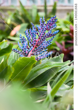Close-up of a colorful tropical Aechmea Blue Tango flower with vivid blue and pink blossoms 140081668