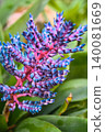 Close-up of a colorful tropical Aechmea Blue Tango flower with vivid blue and pink blossoms 140081669
