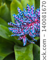 Close-up of a colorful tropical Aechmea Blue Tango flower with vivid blue and pink blossoms 140081670