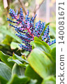 Close-up of a colorful tropical Aechmea Blue Tango flower with vivid blue and pink blossoms 140081671