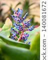 Close-up of a colorful tropical Aechmea Blue Tango flower with vivid blue and pink blossoms 140081672