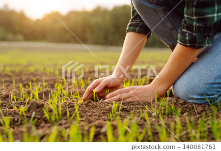 Farm owner works in field, inspecting mature wheat sprouts. Growing agricultural crops, green shoots Farm owner works in field, inspecting mature wheat sprouts. Growing agricultural crops, green shoots 140081761