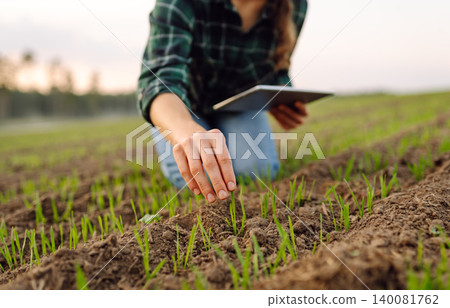 A woman agronomist examines new sprouted shoots in the field using a digital tablet. A woman agronomist examines new sprouted shoots in the field using a digital tablet. 140081762