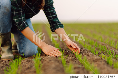 Farm owner works in field, inspecting mature wheat sprouts. Growing agricultural crops, green shoots 140081767