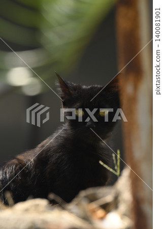 A black kitten staring at me A black kitten staring at me 140081901