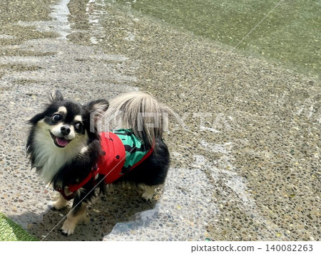 A Pomeranian-Chihuahua mix puppy smiles happily as it plays in the pond water. A Pomeranian-Chihuahua mix puppy smiles happily as it plays in the pond water. 140082263