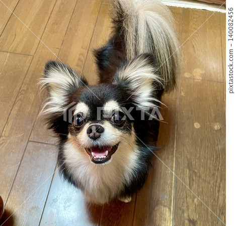 一隻博美犬和吉娃娃的混血小狗抬頭看著你,咧嘴笑著。 一隻博美犬和吉娃娃的混血小狗抬頭看著你,咧嘴笑著。 140082456