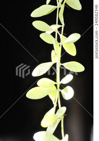 Dischidia oiantha Schltr or Dischidia sp or Dischidia , climbing plant Dischidia oiantha Schltr or Dischidia sp or Dischidia , climbing plant 140082546
