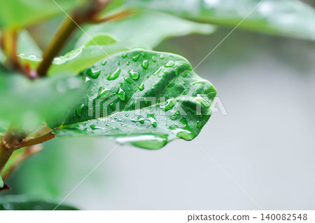 ficus pumila or climbing fig or MORACEAE and rain droplet ficus pumila or climbing fig or MORACEAE and rain droplet 140082548