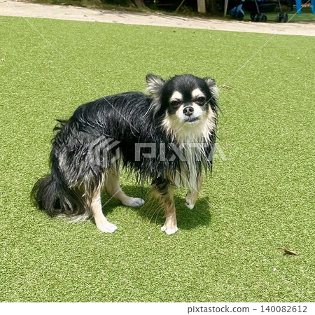 一隻全身濕透的博美吉娃娃混血幼犬 一隻全身濕透的博美吉娃娃混血幼犬 140082612