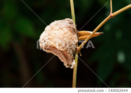A praying mantis egg attached to a branch A praying mantis egg attached to a branch 140082644