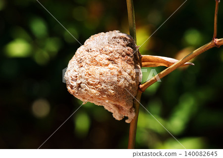 A praying mantis egg attached to a branch A praying mantis egg attached to a branch 140082645
