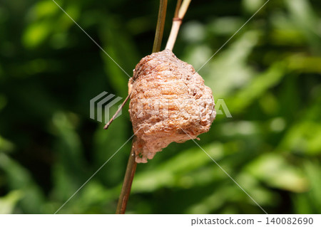 Large praying mantis eggs on a branch Large praying mantis eggs on a branch 140082690
