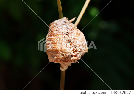 Large praying mantis eggs on a branch Large praying mantis eggs on a branch 140082697